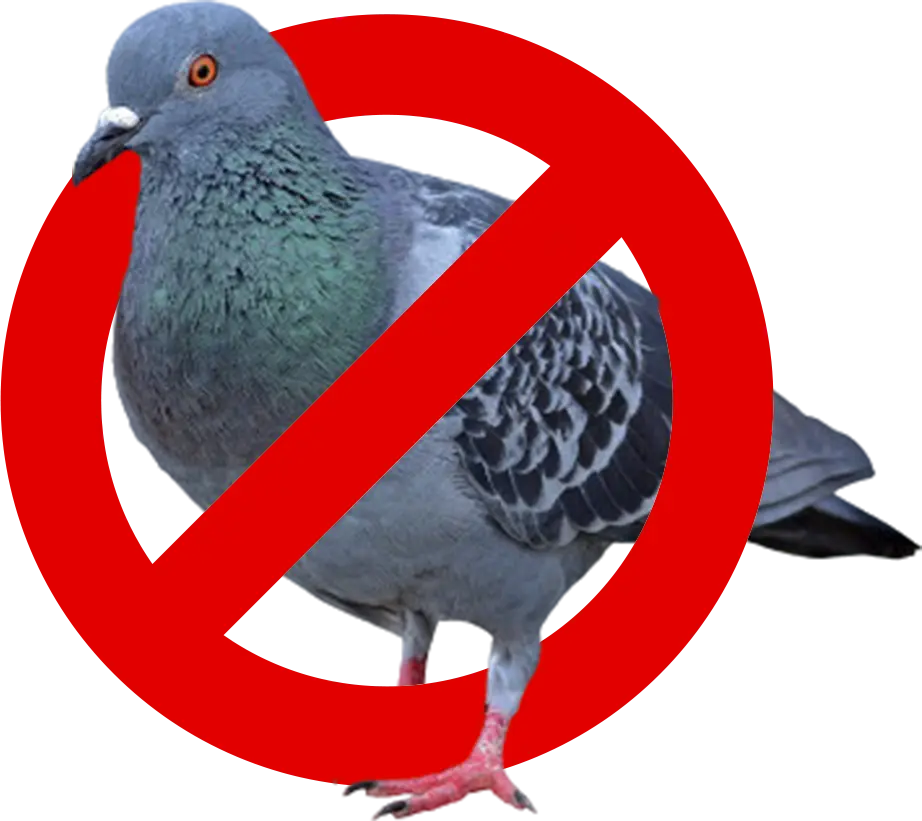 Aves urbanas