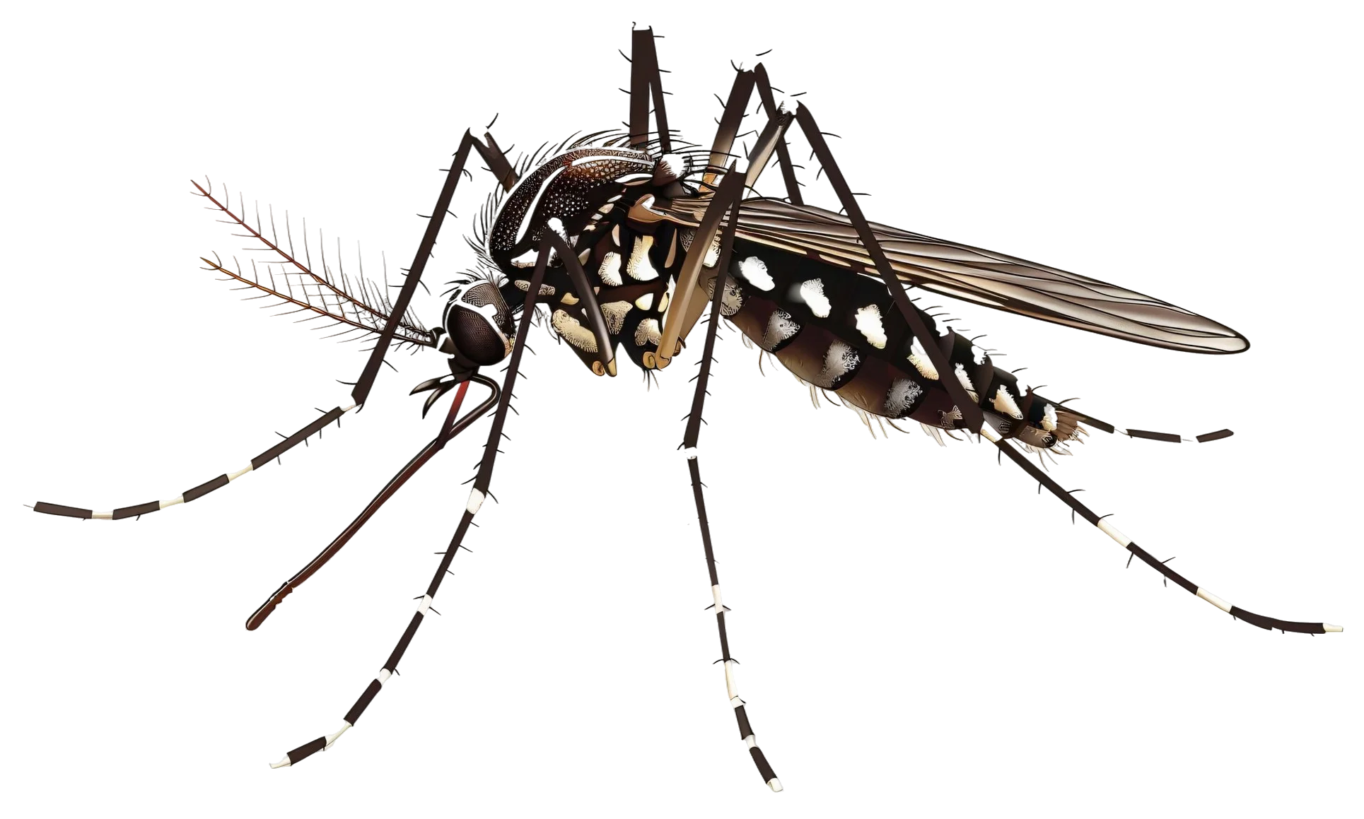 Control de mosquitos en Córdoba - Control de Plagas Córdoba