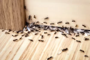 Cómo deshacerse una plaga de hormigas en casa