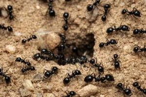 eliminar plaga de hormigas