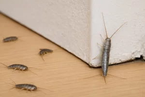 pececillos de plata
