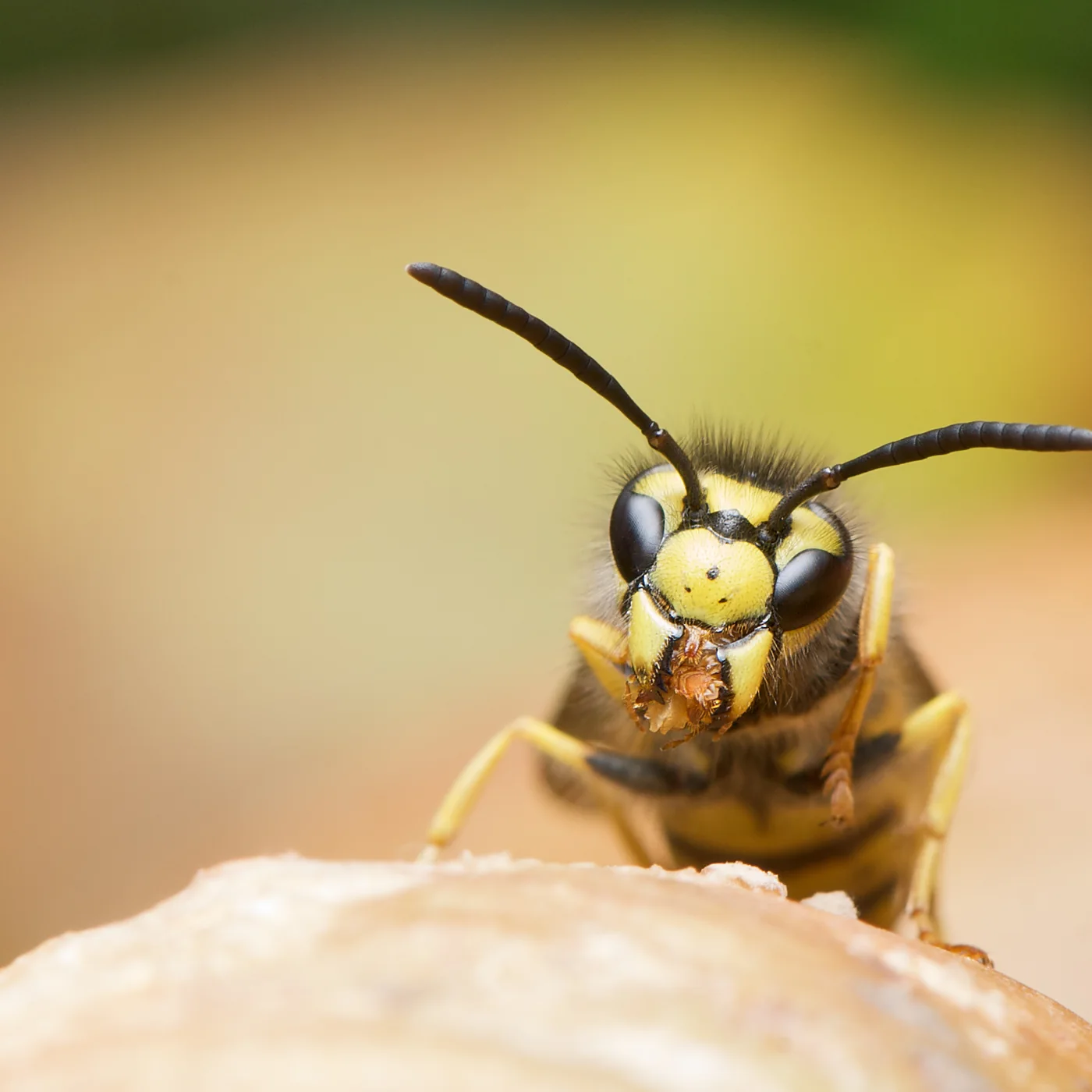 Avispa alemana, Vespula germanica, una de las especies presentes en Córdoba