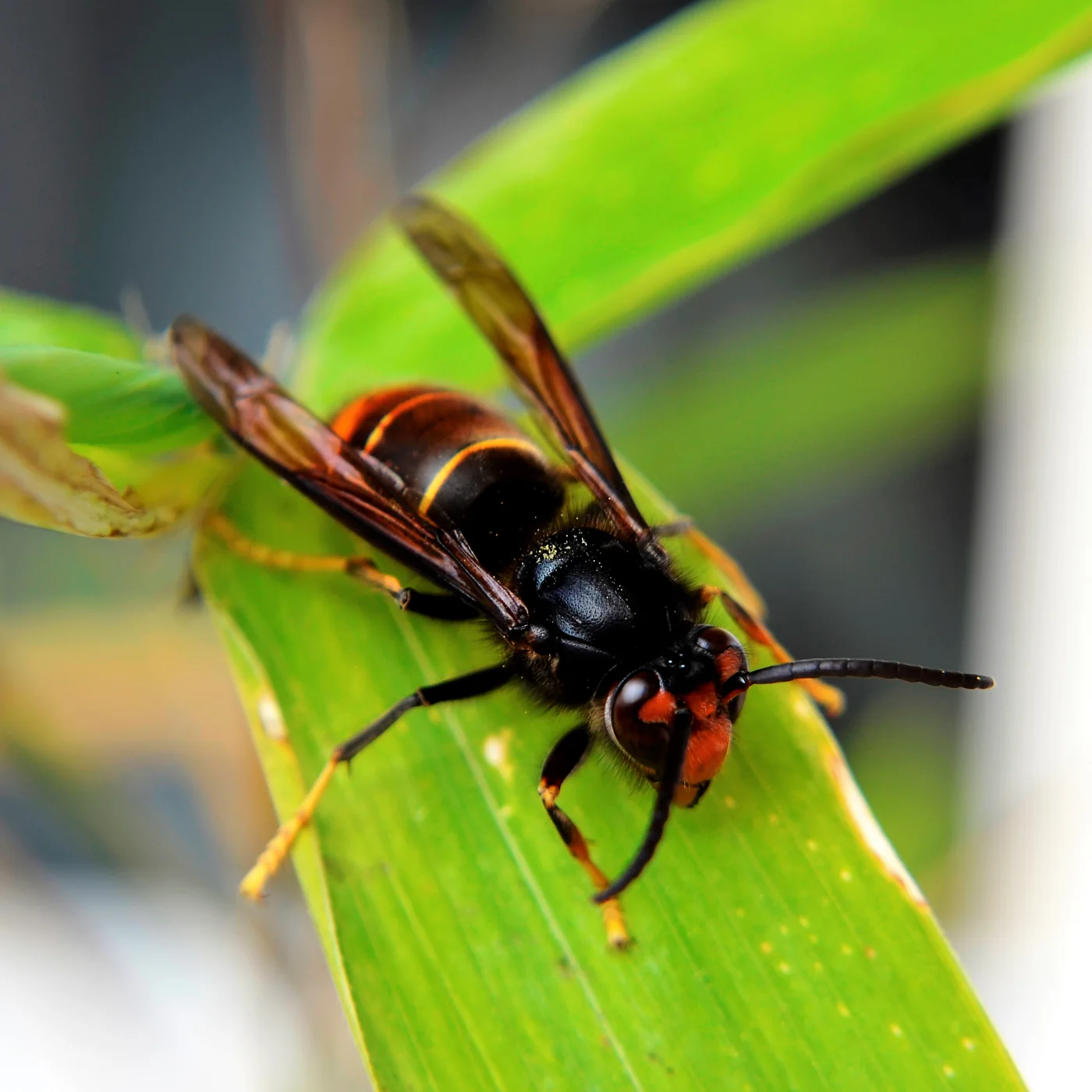 Avispa asiática, Vespa velutina, una de las especies presentes en Córdoba
