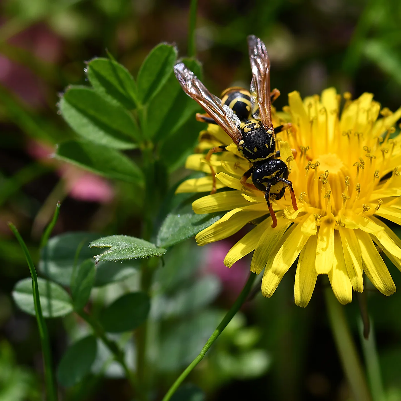 Avispa cartonera, Polistes dominula, una de las especies presentes en Córdoba