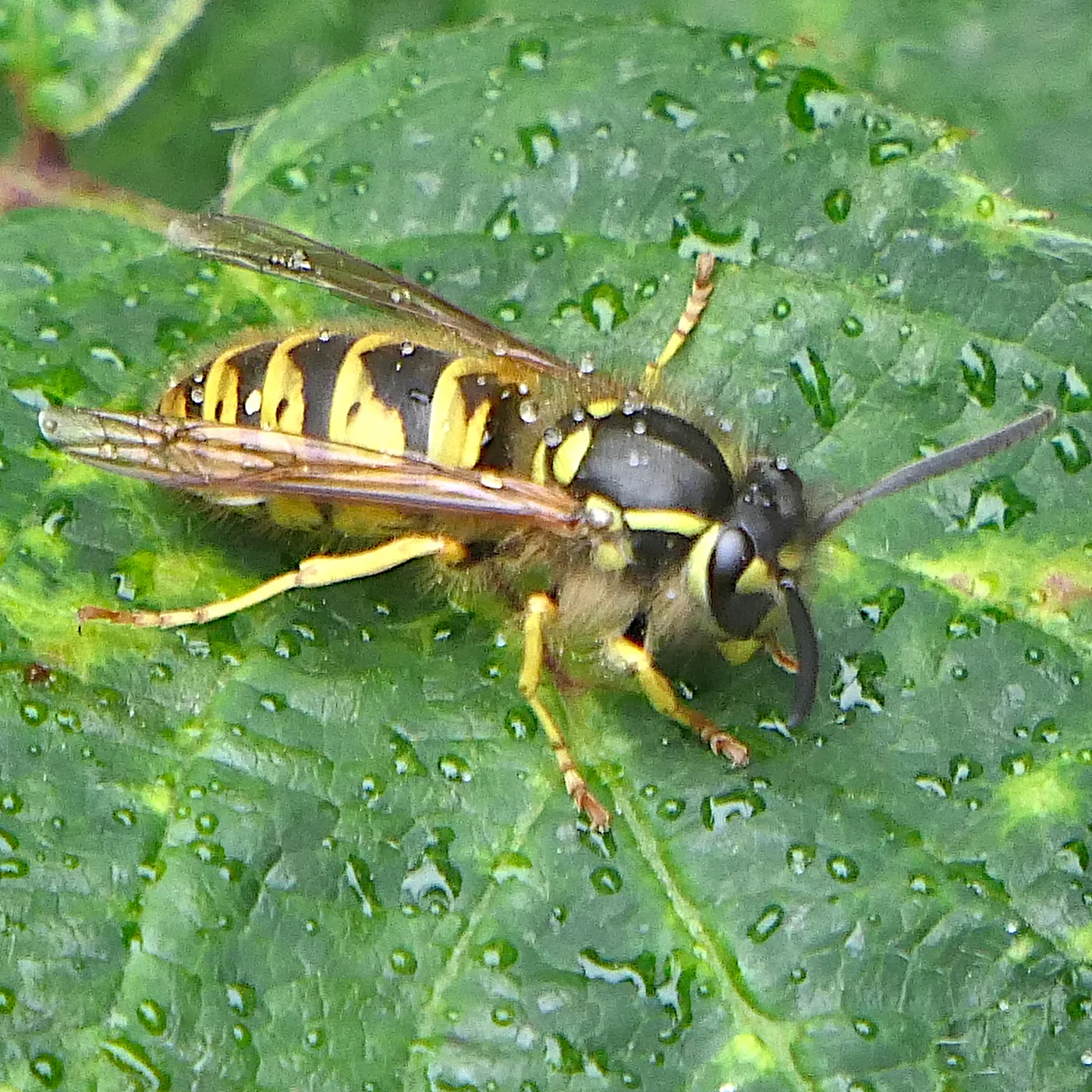 Avispa común, Vespula vulgaris, una de las especies presentes en Córdoba