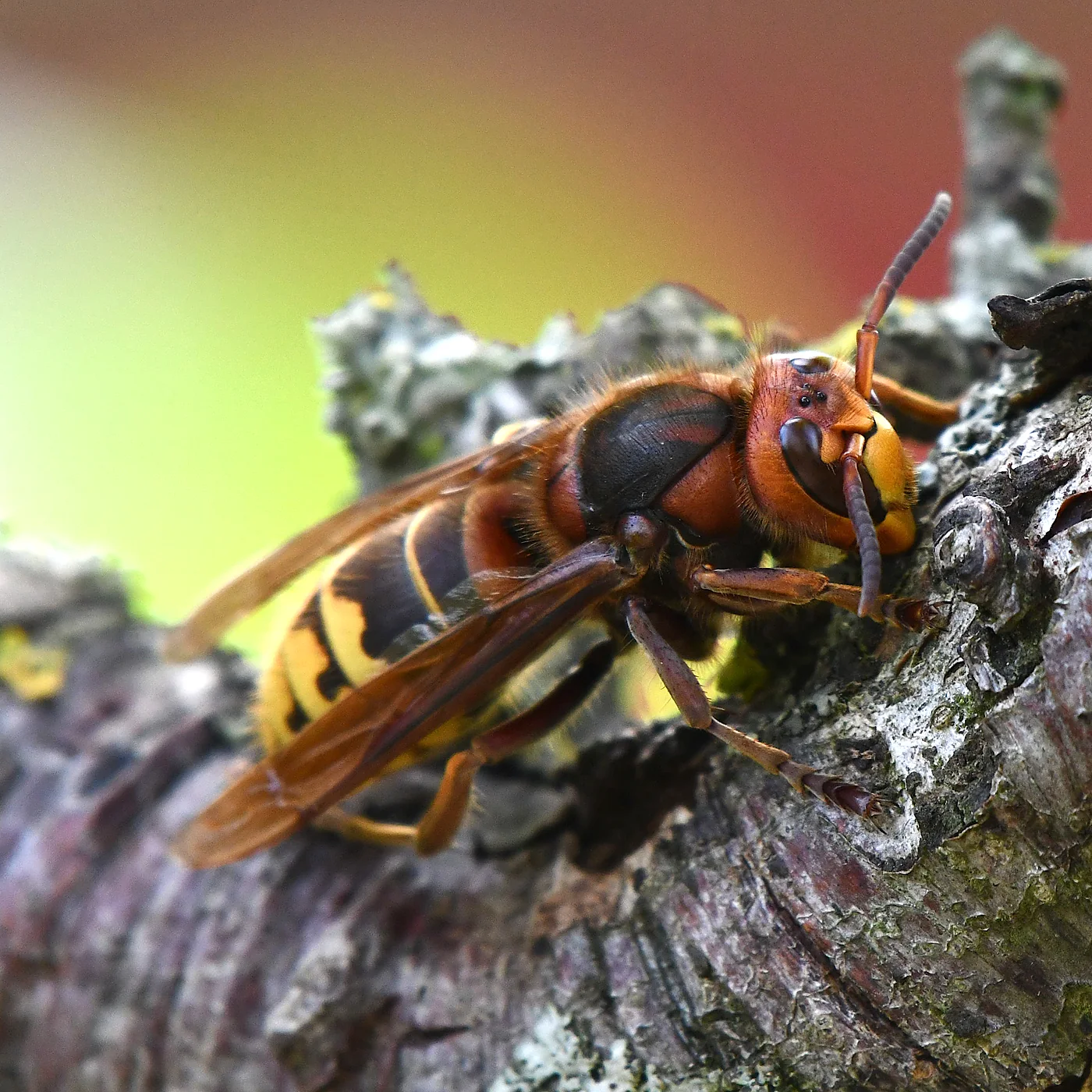 Avispón europeo, Vespa crabro, una de las especies presentes en Córdoba