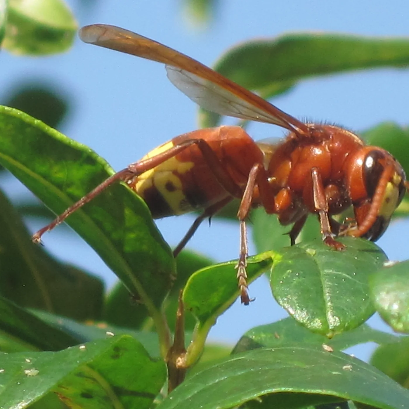 Avispón oriental, Vespa orientalis, una de las especies presentes en Córdoba