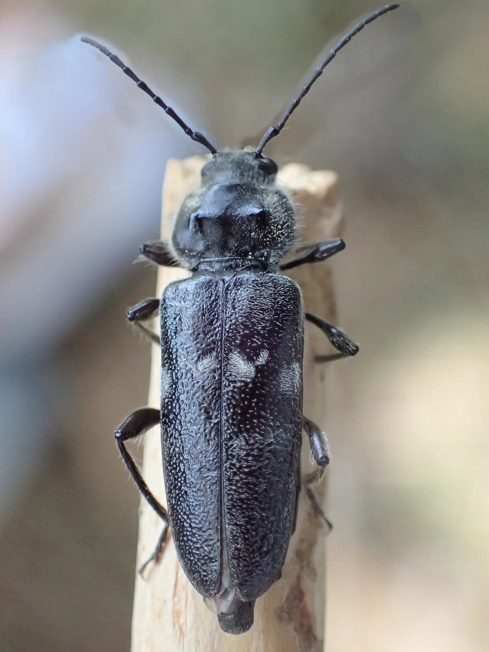 Capricornio de las casas, Hylotrupes bajulus, el xilófago que ataca vigas de conífera