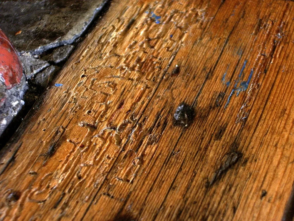 Tabla de madera con los orificios de salida característicos de un ataque de carcoma