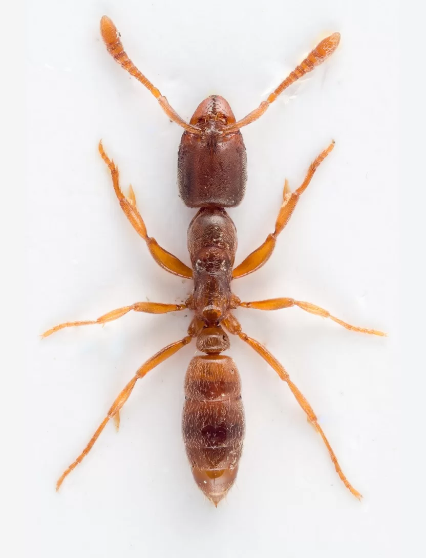 Hormiga ponera (Hypoponera punctatissima), obrera vista de frente