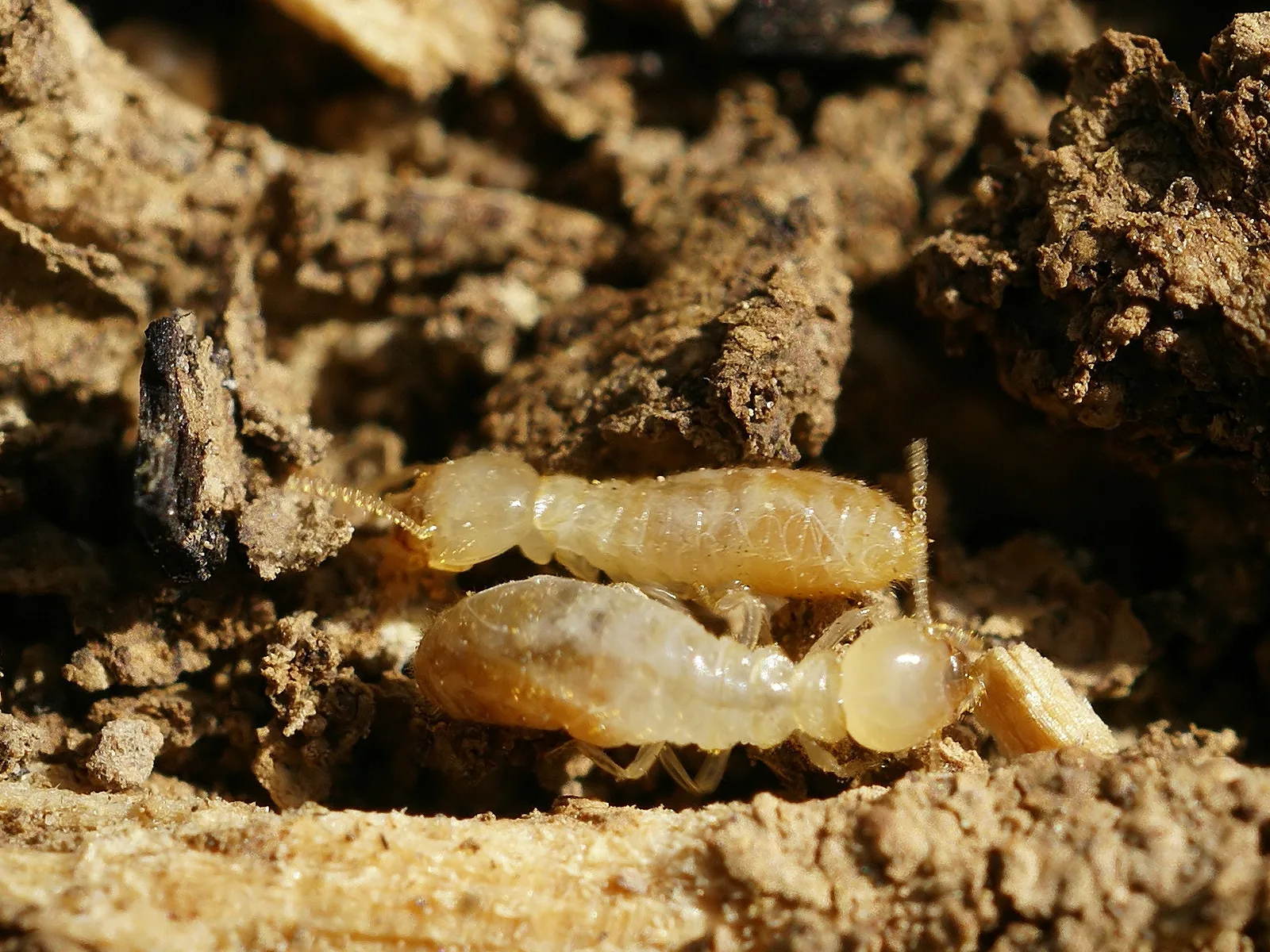 Termita subterránea del género Reticulitermes, la habitual en el sur peninsular